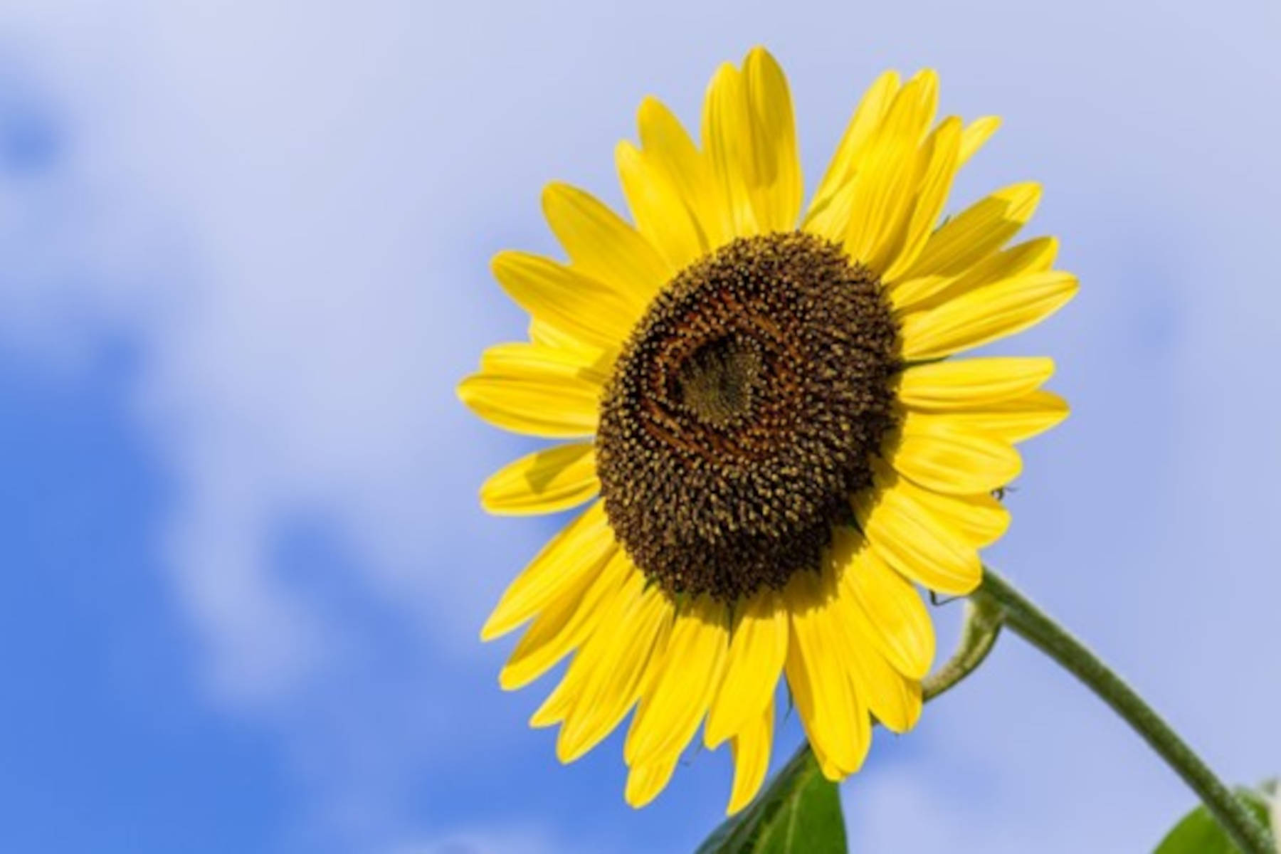 G Rasol Aapresid ya tiene su Red de Girasol - Noticias de Campo