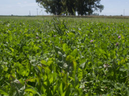 Pastoreo rotativo - la mejor manera de utilizar la alfalfa